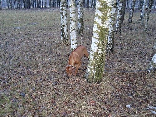 Kraunamas paveiksliukas...